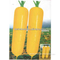 Organic Carrot Seeds Yellow/Red/ Black Carrot Seeds